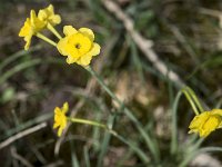 Narcisse