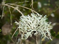 Lichen