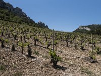 Vignobles