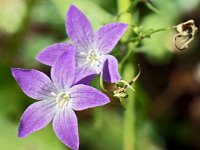 Campanule