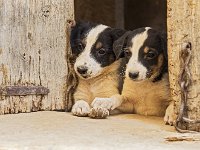 Chiots