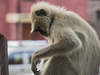 Réflexion : Singe