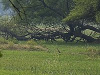 Crabier de gray