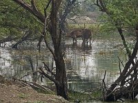 Cerfs sambar