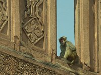 Singe