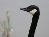 DSC_2699.jpg