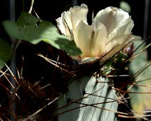 Opuntia atrispina