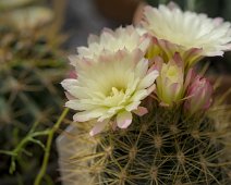 Eriosyce chilensis