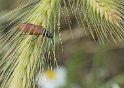 Pseudovadonie livide (lepture)