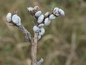 Un arbre à escargots !