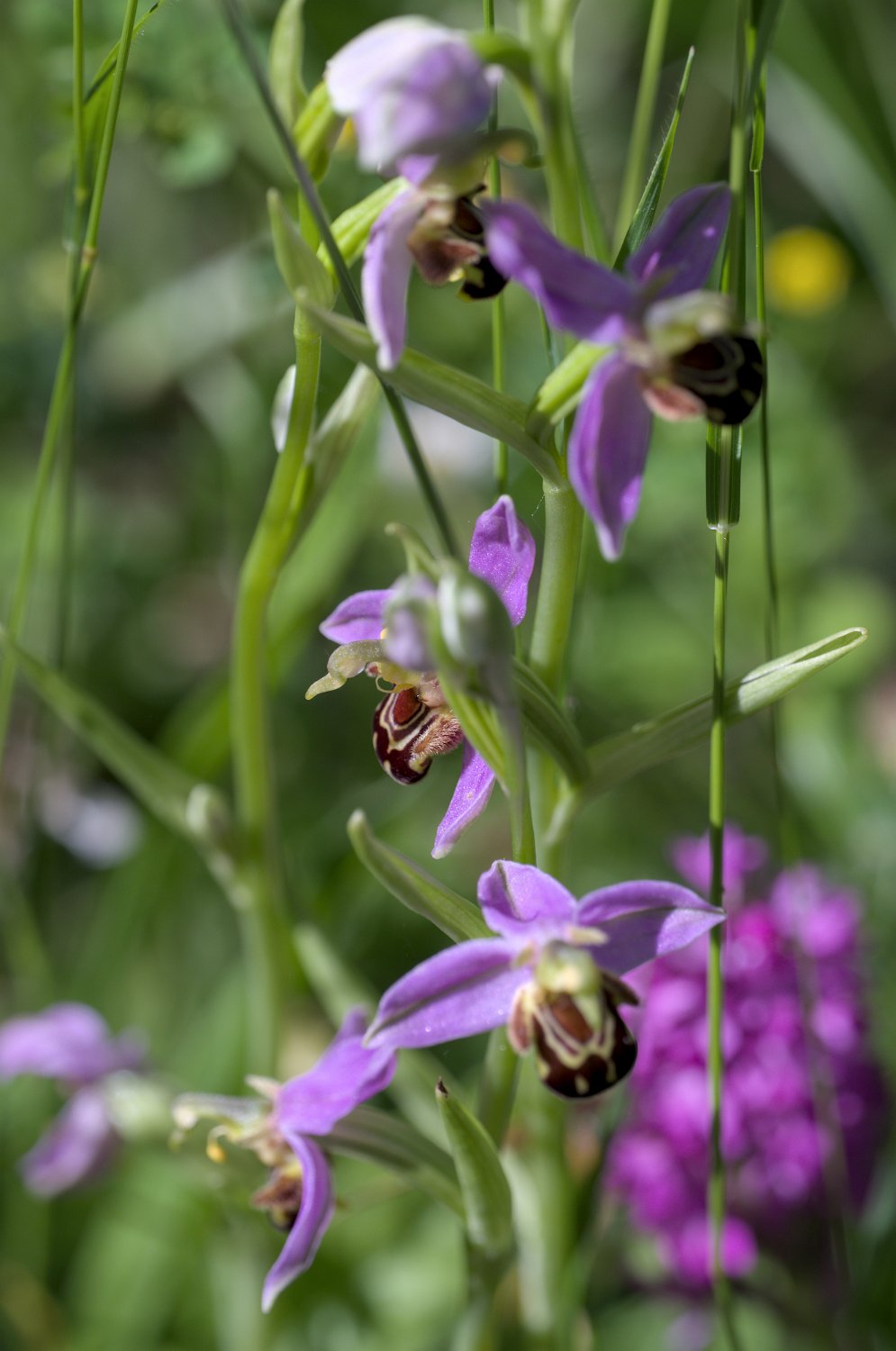 Ophrys abeille