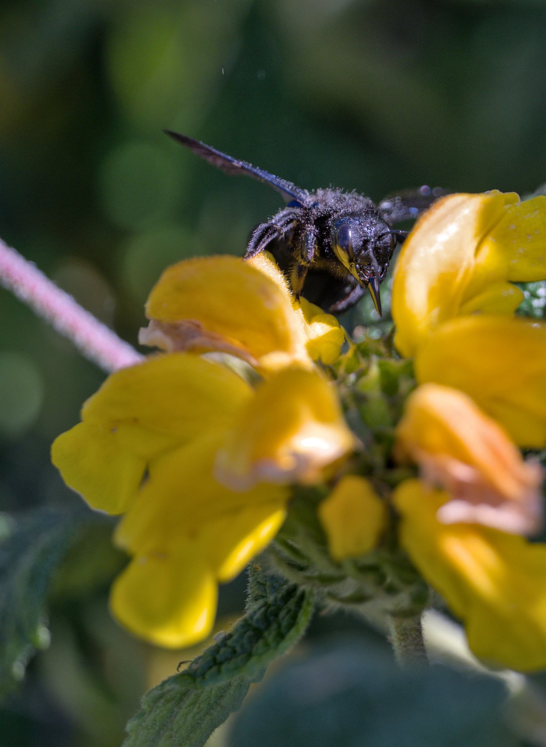 Abeille charpentière sur sauge sclarée