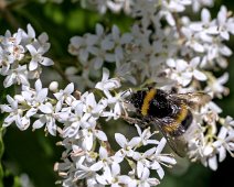 Bourdon sur fleur de troène