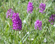 Orchis pyramidal