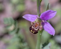 Ophrys abeille