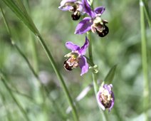 Ophrys abeille