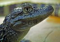 Alligator
