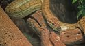 Serpent à sonnette