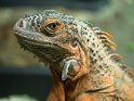 Iguane