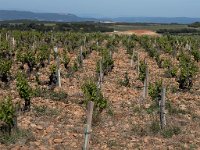 Vieille vigne