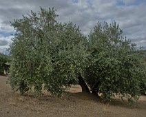 Olivier