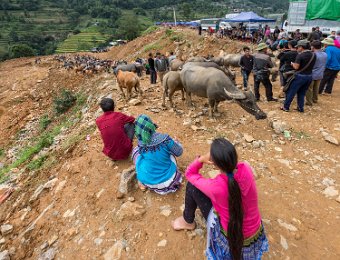 Marché aux buffles