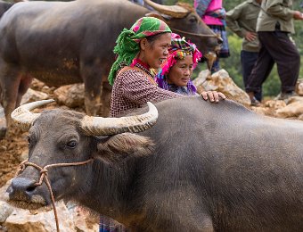 Marché aux buffles