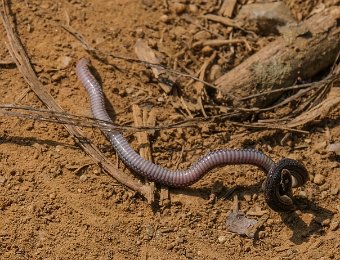 Serpent