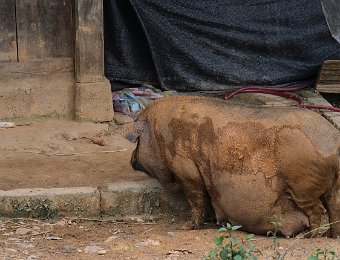 Porc vietnamien