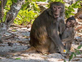 Macaque