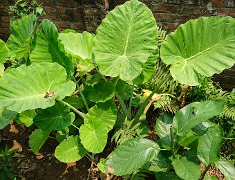 Taro