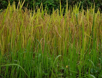 Riz