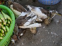 Poussins de cigogne