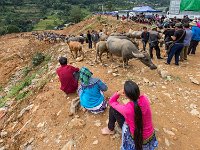 Marché aux buffles
