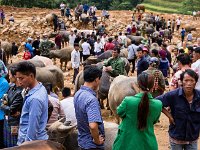 Marché aux buffles