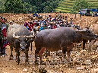 Marché aux buffles