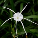 DSC 1010  Fleur de liseron à pointe